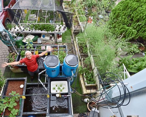 Dr Ng shows his hobby expanding to his neighbour's gardening area. He has managed to do aquaponics, hydroponics, and traditional straight-to-soil farming.
